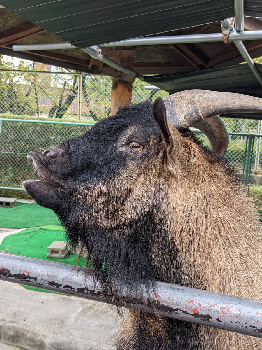 ama_2cfs's tweet photo. 京都府 #八幡市こども動物園 #YCZ https://t.co/AZbv60Ow0j
