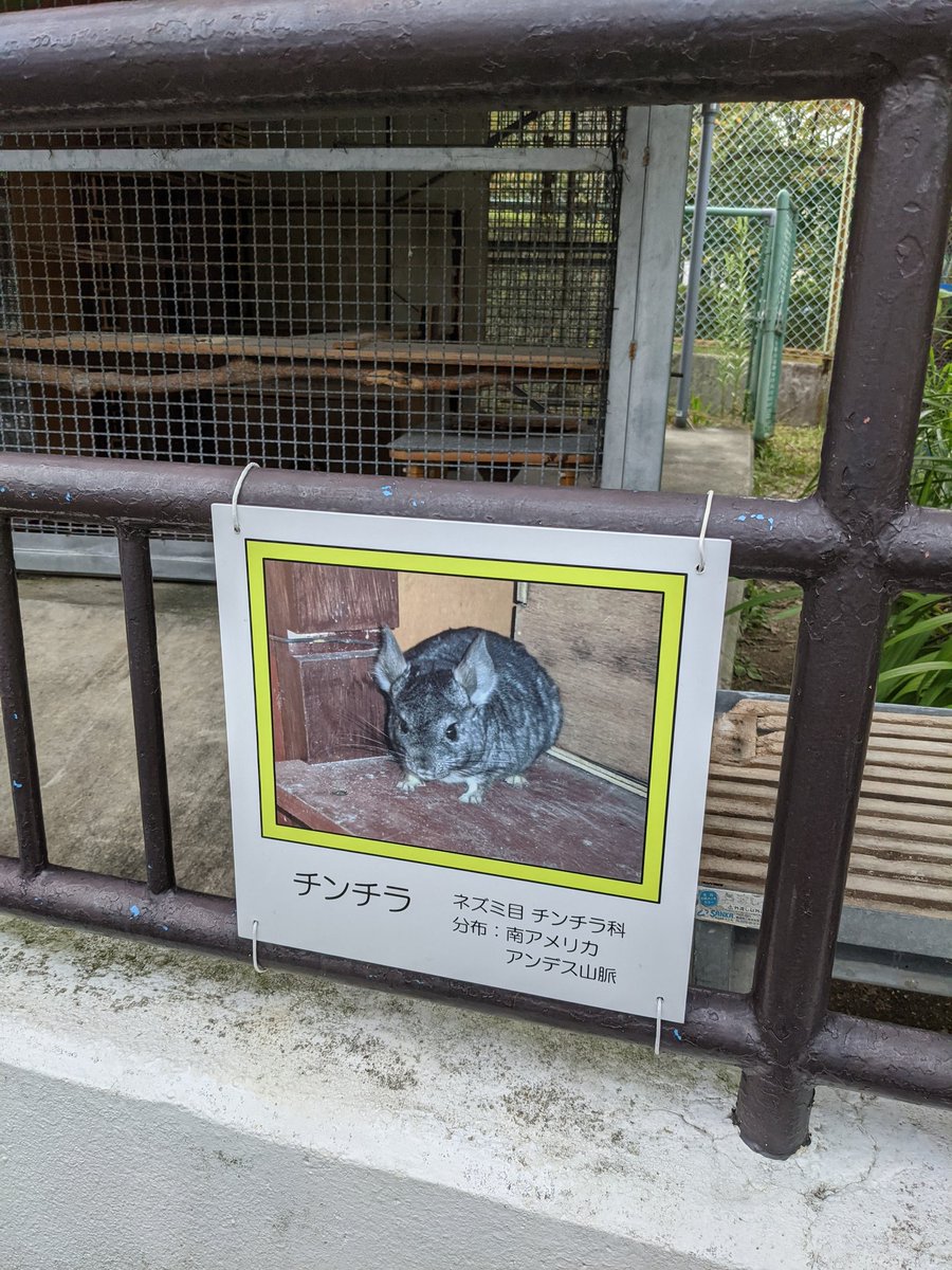ama_2cfs's tweet photo. チンチラさんは、みえなかった
京都府 #八幡市こども動物園 #YCZ https://t.co/7JTXMoZi3G