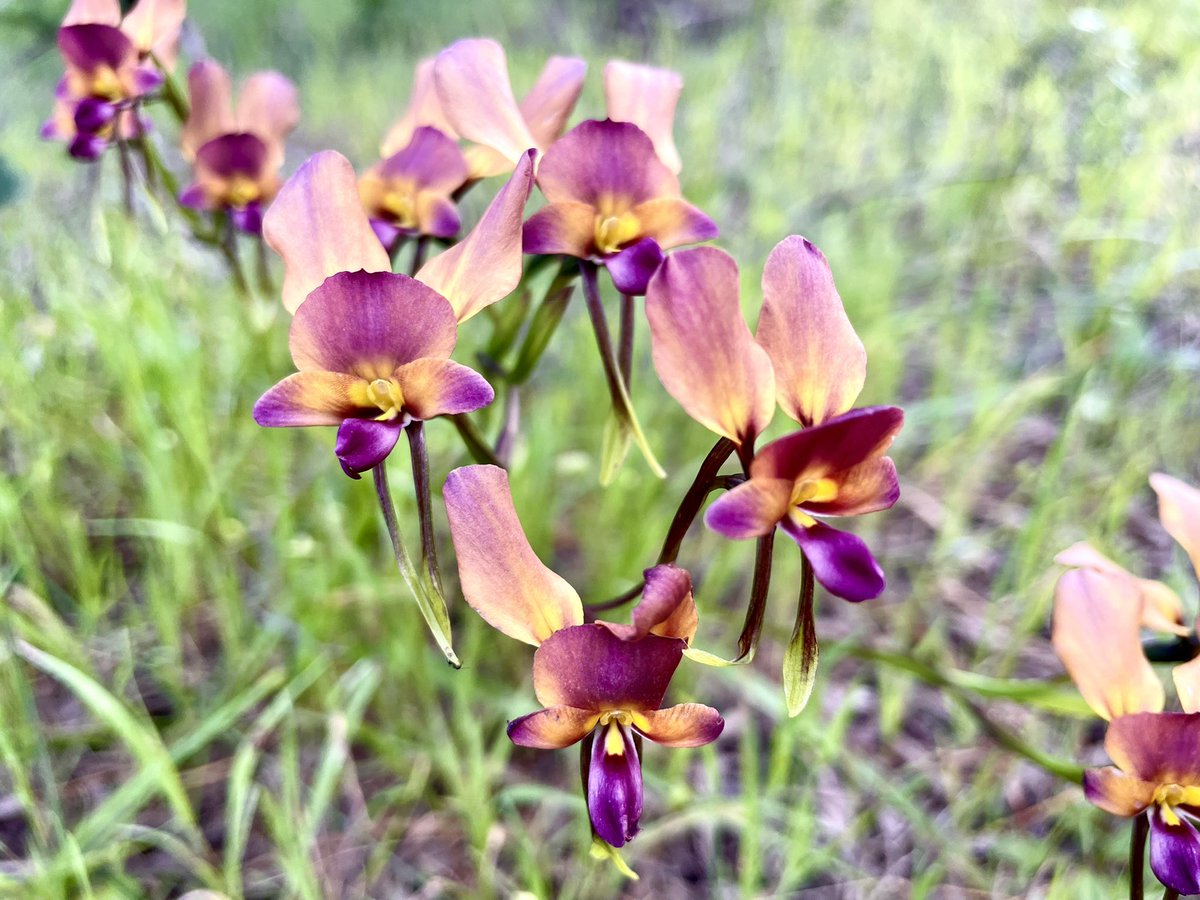 DrBelbird's tweet photo. A group of donkeys is sometimes called a coffle! I present a coffle of Dunsborough Donkey #orchids (Diuris jonesii)! Fieldwork is never boring with this many cute flower faces! #ozplants #waflora https://t.co/U0JSacmnHL