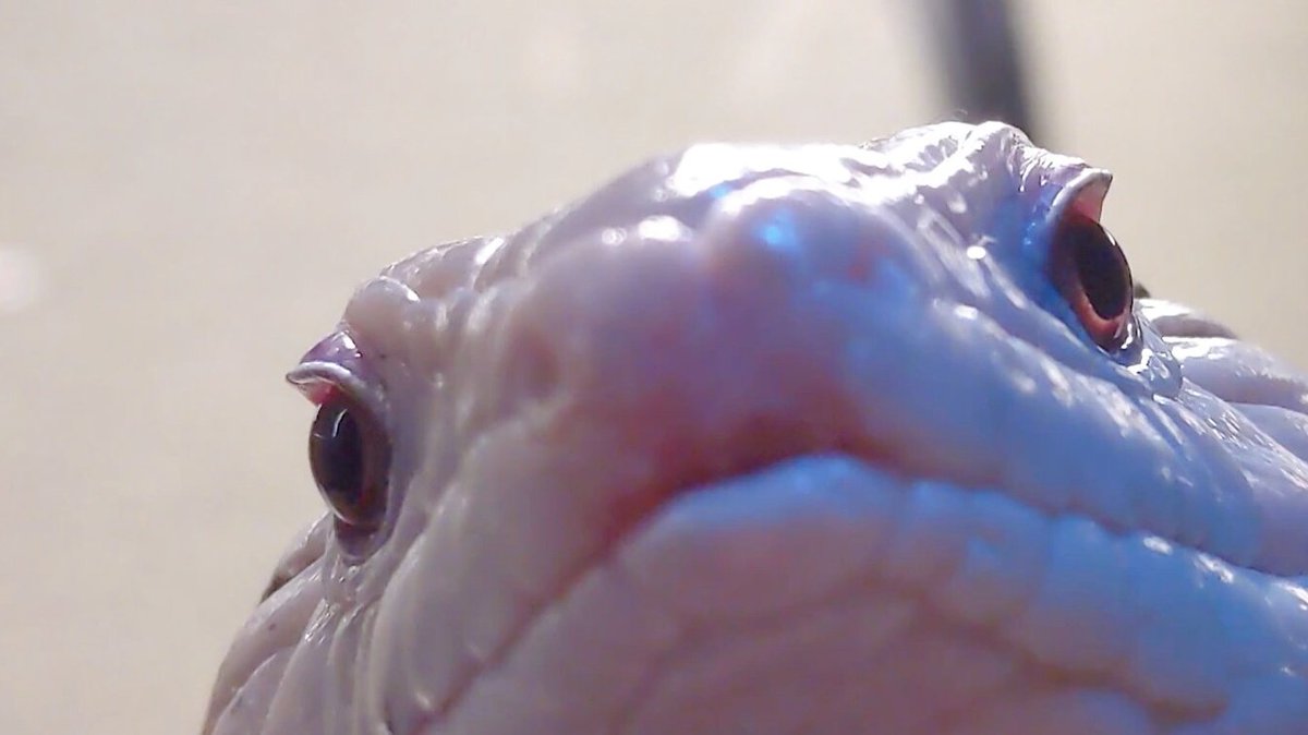 HourlyLizards's tweet photo. hello there https://t.co/32oId732J4