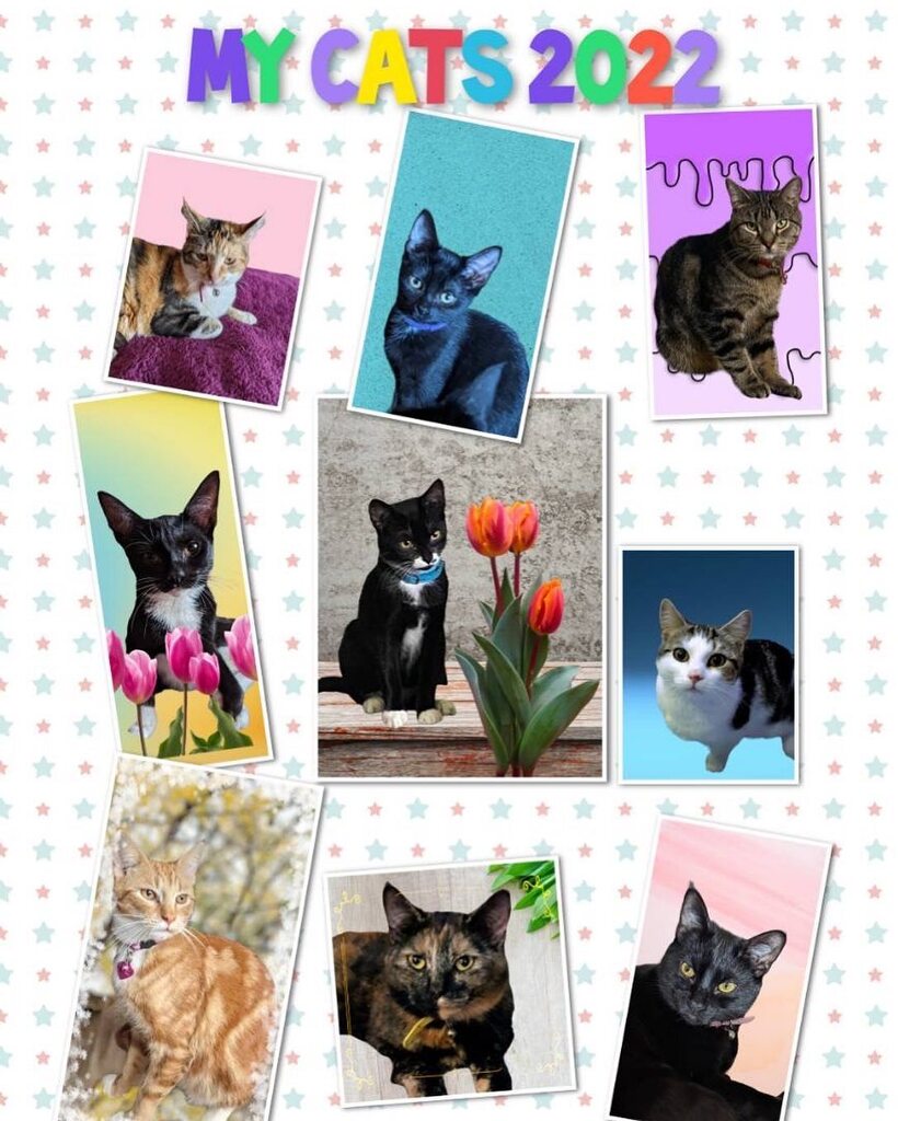 My brood. There is Frizzles, Sooty, Bubbles, Luna, Metty, Truly Scrumptious, Snerd,Star, Albie #catsofinstagram #petsofinstagram #kittensofinstagram instagr.am/p/CjCrrBsqhAx/