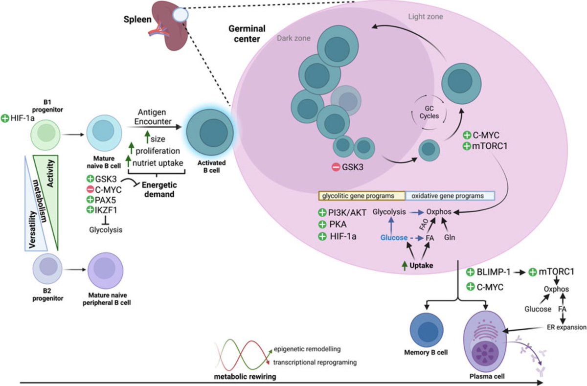 Happy to share our short review on the multifaceted metabolism of B cells by our great Yurena Vivas <a href="/CNIOStopCancer/">CNIO Stop Cancer</a>. 

frontiersin.org/articles/10.33…