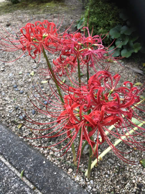 彼岸花綺麗でした 