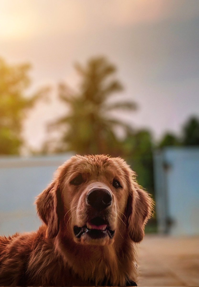 So sweet dog ❤️🐕

#dogecoin #Dog #DogecoinToTheMoon #dogecoin