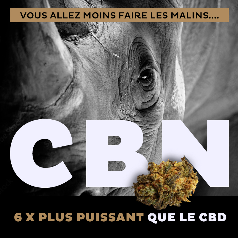 Cbd4Pro1's tweet photo. NOUVEAU🌿

Connaissez-vous les fleurs CBN ? 

Retrouvez nos 4 variétés phares de fleurs enrichies à plus de 5% de CBN ( ≈ 30% de CBD )

Plus d'infos https://t.co/1exxk53ZbO

#fleurscbn #cbdfrance #franceverte #grossistecbd #cbdshop #cbd #fleursdecbd #wholesale #cbdwholesale https://t.co/2jpaLVzJoM