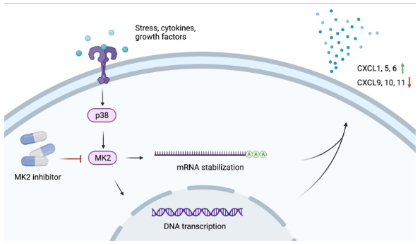 KragstrupTW's tweet photo. MK2 inhibitors are being developed by several big pharma companies and is in phase 2 in SpA.

Here, we examined downstream effects on chemokines and cytokines.

Specifically, CXCR3 chemokines were decreased and CXCR2 chemokines were increased.

Short🧵

https://t.co/A6tL7WaroJ https://t.co/gegmcLGo0n