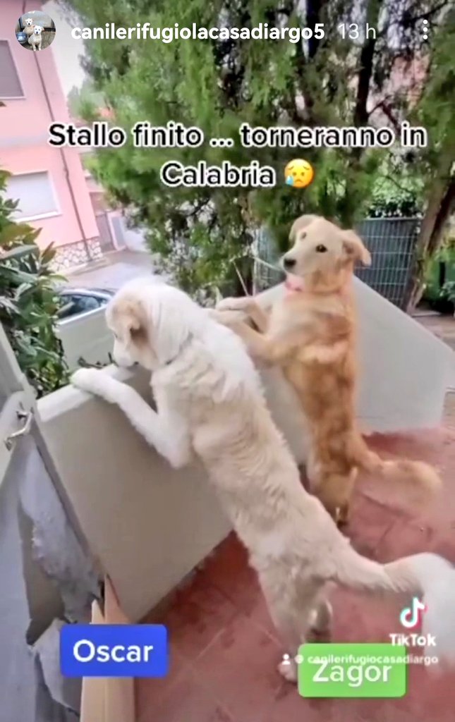 MonicaOrsini8's tweet photo. #URGENTE domani li riportano in #CANILE in #CALABRIA serve #ADOZIONEDELCUORE 🙏🏻🆘 Ora si trovano in #TOSCANA. Chi può li #adotti 🆘3289633366🆘 #SosCani #AdoptDontShop #canicercacasa #adottami #adottanoncomprare #adottauncanedalcanile #adottauncucciolo #adozionecani #SosCuccioli https://t.co/WbXqzahvWg