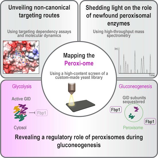 MolSystBiol's tweet photo. High-content imaging &amp; whole-organellar proteome analyses reveal new players in yeast #peroxisome organization, targeting &amp; function ➡️ https://t.co/wYIHxSrNsi
M Schuldiner @WeizmannScience https://t.co/b0ipOmfIqO