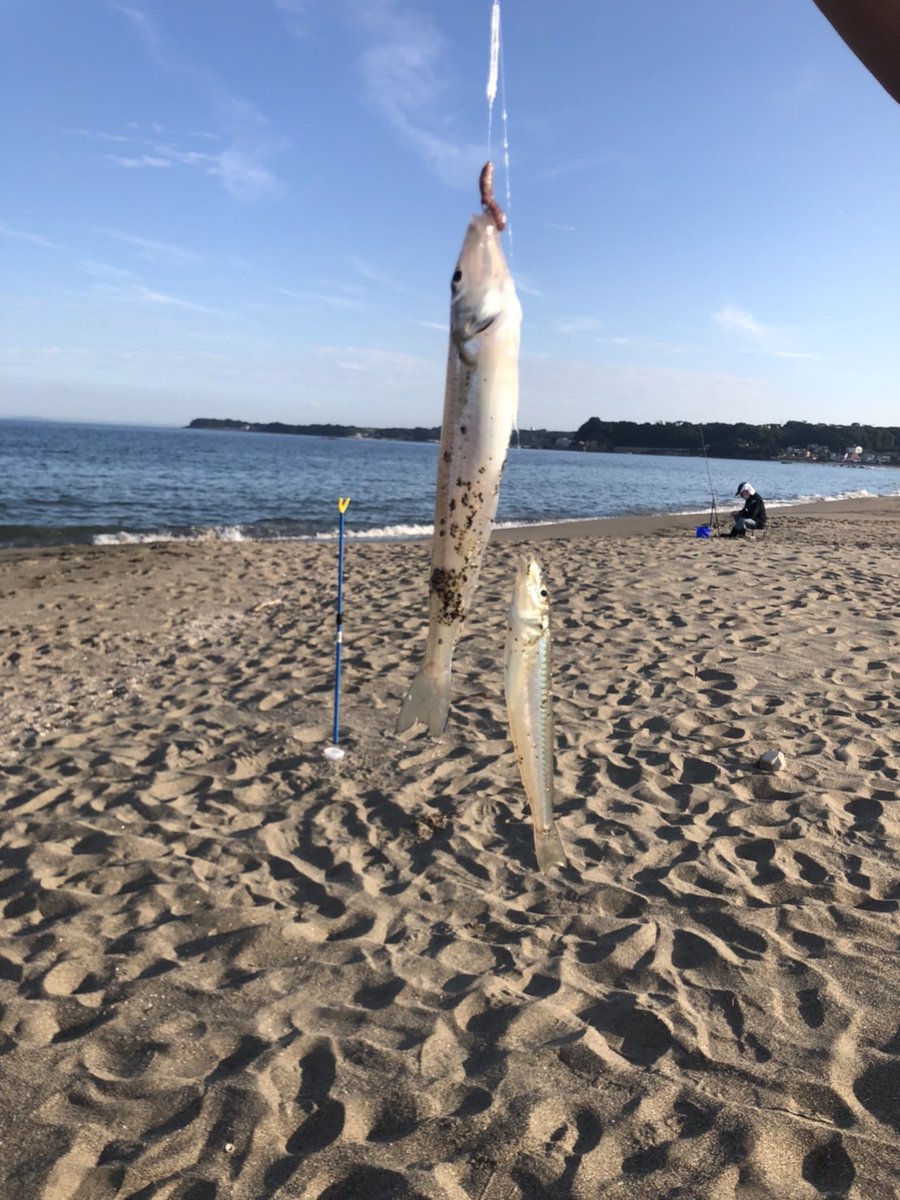 ct_fishing's tweet photo. 本日も三浦海岸で投げ釣り教室を開催しました
ご参加いただいた皆様、ありがとうございます
次回は10/12（水）を予定しています🎣

https://t.co/j2DL7JoUUY

#釣りツアー #釣具レンタル付 #手ぶらでOK #CT釣り部 https://t.co/aMUluc0Ckg