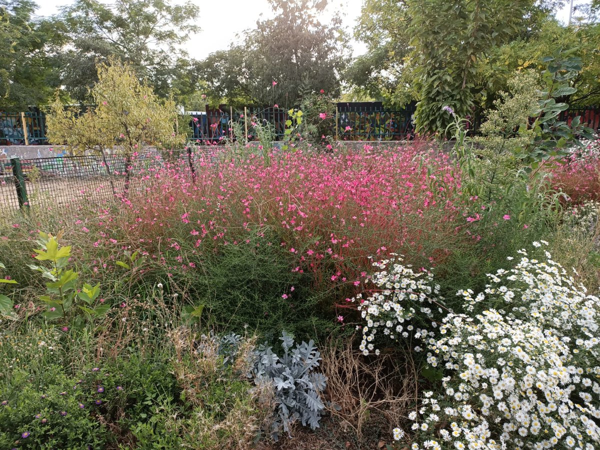 Así de bonito está el jardín del colegio Miguel Hernández de Getafe <a href="/AmpaMhdez/">AFA CEIP Miguel Hernández de Getafe</a> creado dentro del proyecto #JardinesEscolaresSostenibles del <a href="/RJBOTANICO/">REAL JARDÍN BOTÁNICO</a>  durante el curso 2021-22, con la colaboración de <a href="/FECYT_Ciencia/">FECYT</a>