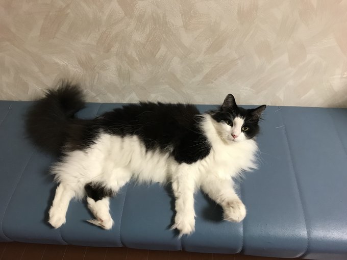ねこかふぇ ププミニョン ヨコスカイチバン は横須賀のお店ポータル レストラン グルメ ホテル 海軍カレー ネイビーバーガー 地産地消 横須賀 名物などのショップ情報 不動産やリフォーム美容院などの住まいや生活情報が満載