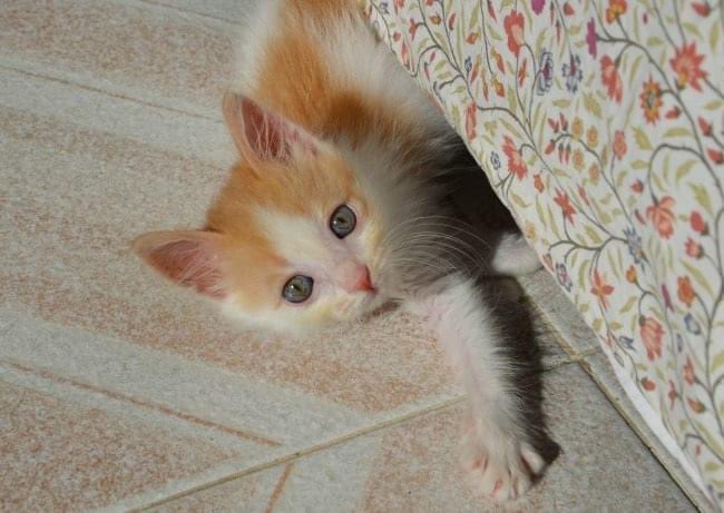 Yesterday we had to say goodbye to our sweet cat Toulouse. From day one it has been quite an adventure over the past nine years. Your oddball spirit, intense love, and larger than cat life presence will always be missed in our tiny home. 💔