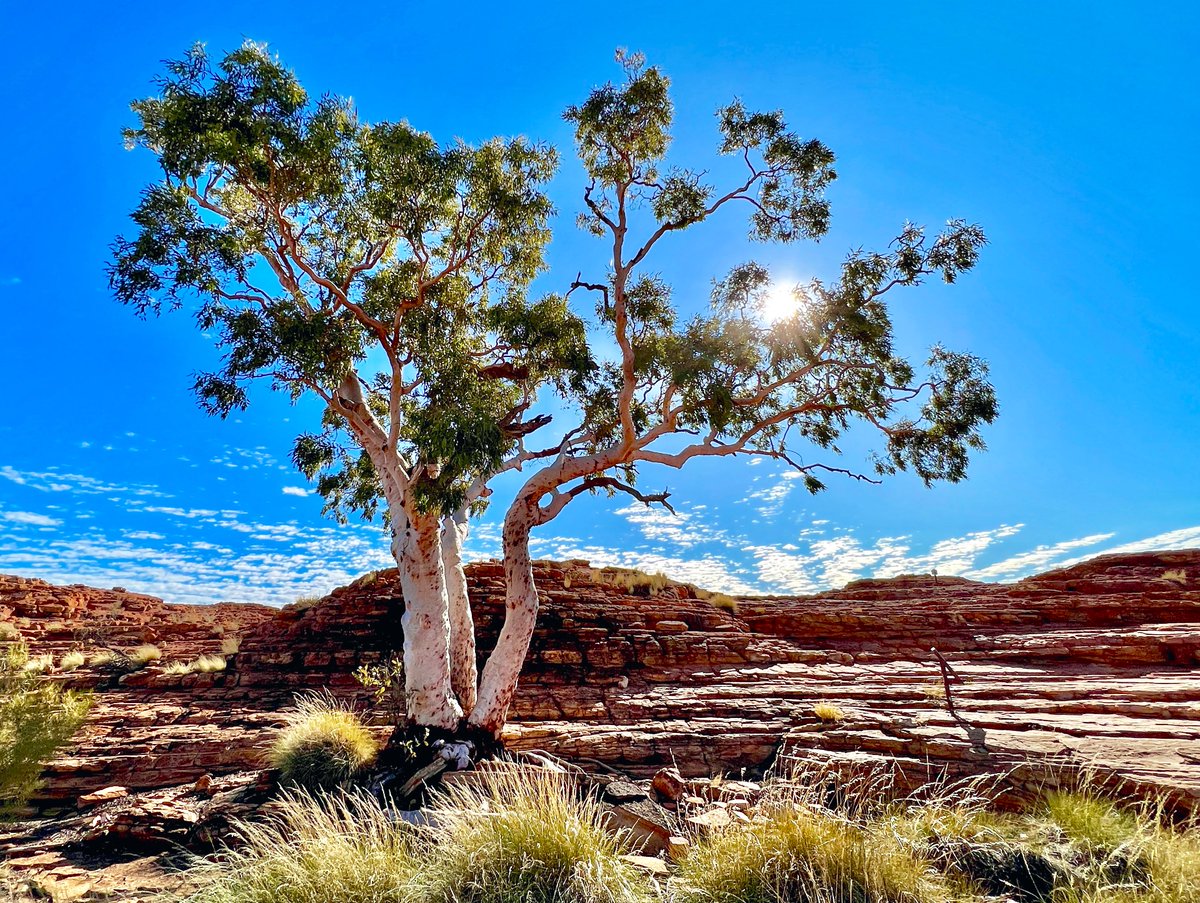 KathrynSelmes's tweet photo. It's lonely at the top
#ghostgum #eucbeaut #isolatedtrees https://t.co/J9UdwpXsH2