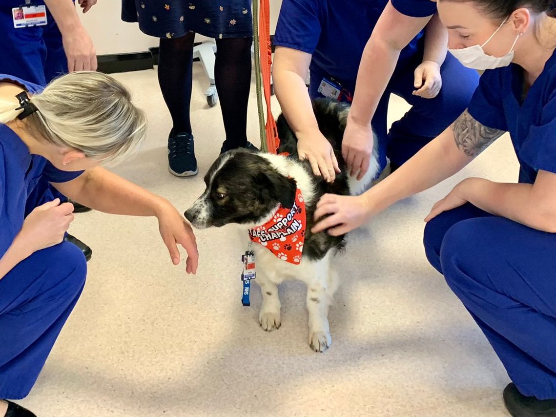 boltonnhsft's tweet photo. Tandal is very quickly becoming our most popular member of staff 🐶

Our new Staff Support Chaplain is joining his friends on gynaecology this morning for some cuddles. https://t.co/lgGHR5FIKO