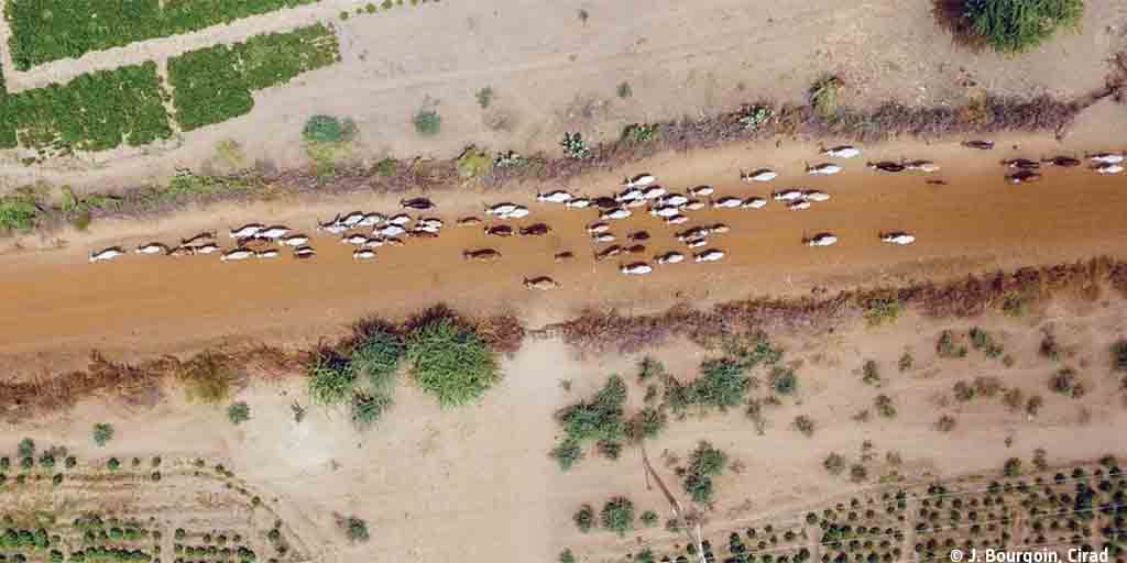 Cirad's tweet photo. #ScienceEnAction | Pour une meilleure visibilité du #pastoralisme dans la région du delta du fleuve #Sénégal, des scientifiques proposent une méthode d'évaluation de ces pratiques agricoles, qui jouent un rôle économique et social important.
A lire 👉 https://t.co/c3VurnqzpS https://t.co/oiqH13yjhD