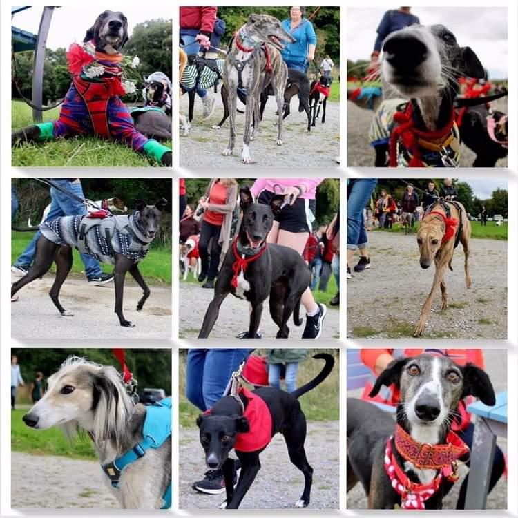 GreyhoundRobert's tweet photo. So without further adue, here's some of the pointy faced friends from #Corks Great Global Greyhound Walk 🐾
#Greyhound #Lurcher #Whippet #Saluki #GGGW2022 #Cork #Ireland #RescueDogs #Pets #TwitterHounds https://t.co/evOsCkIm3P