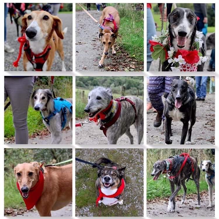 GreyhoundRobert's tweet photo. More needle noses (and a few rounder headed friends!)
#GreatGlobalGreyhoundWalk #GGGW2022 #Twitterhounds #Cork #Ireland #IrishGreyhounds #Lurcher #Saluki #BullLurcher #Dogs #TwitterDogs https://t.co/YKU4SJ0qmh