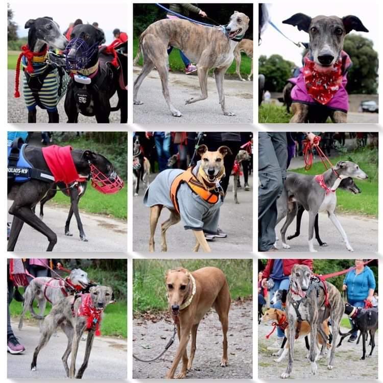 GreyhoundRobert's tweet photo. Some more long legged friends in all shapes and colours!
#GreatGlobalGreyhoundWalk #GGGW2022 #Greyhound #Whippet #Lurcher #Twitterhounds #Cork #Ireland #TwitterDogs https://t.co/lunBsZFxWc