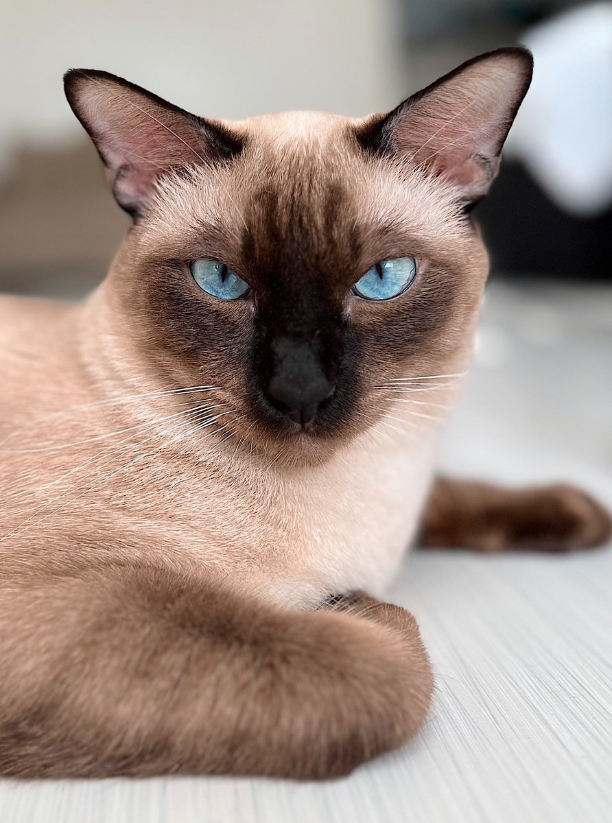 FirenzyXXX's tweet photo. Purrfectly ameow-zing! Ily 😘 

#Siamese 🐈
#MaineCoon 🐈‍⬛ https://t.co/DNEoPP1ZPX