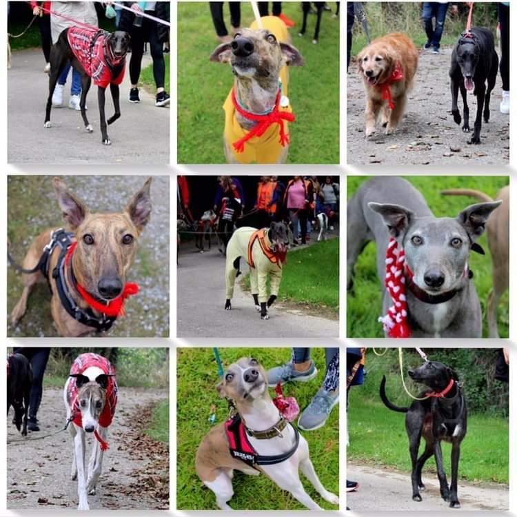 GreyhoundRobert's tweet photo. We made lots of new bicycle seat headed friends over the weekend! Including some point sized pups!
#TwitterHounds #GreatGlobalGreyhoundWalk #GGGW #GGGW2022 #TwitterDogs #Dogs #Whippet #Greyhound #Lurcher #Iggy #CORK #Ireland https://t.co/uqymB94Qkf