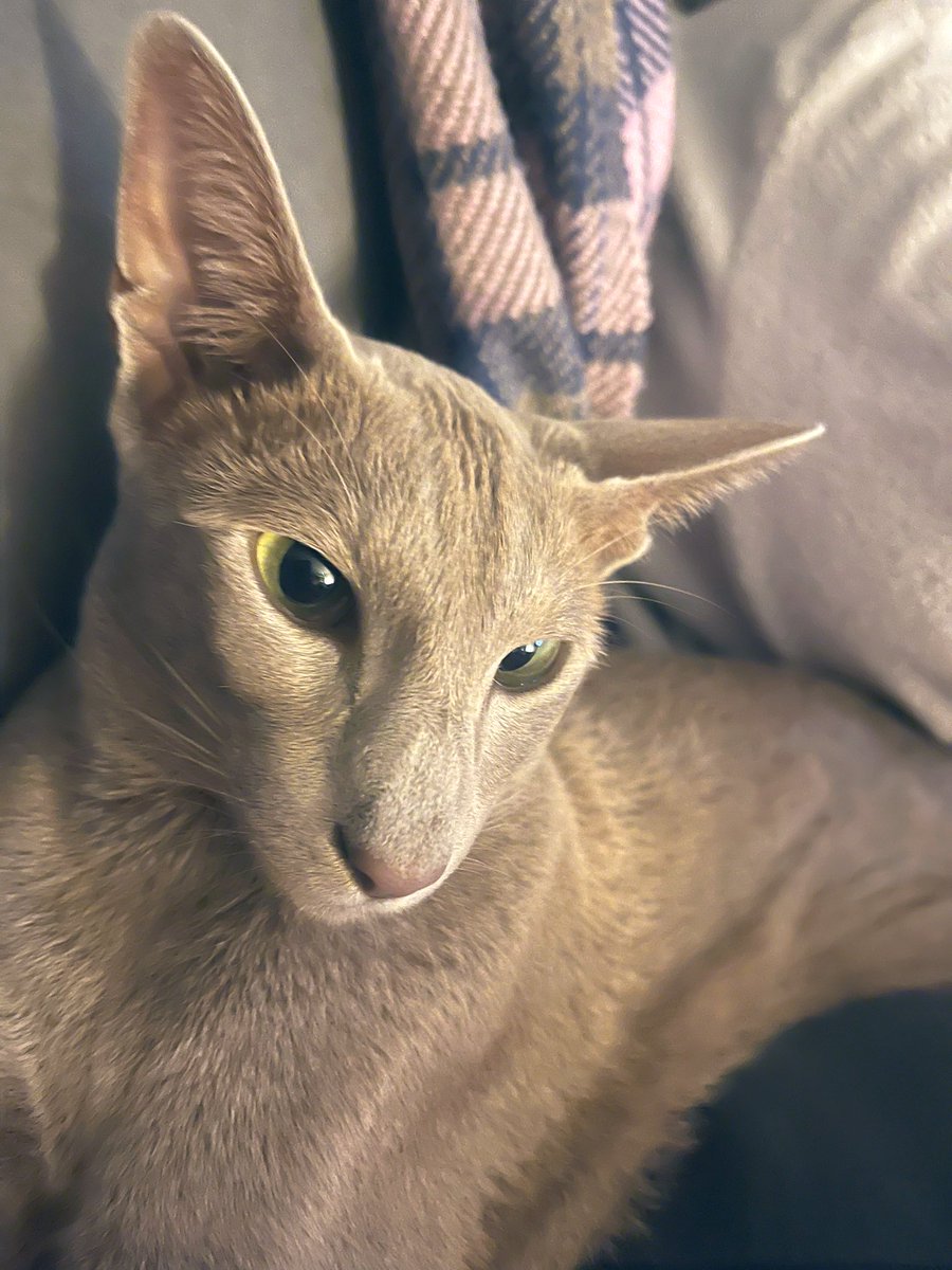 Emblyn3's tweet image. Just popped in from my garden patrol to wipe my dirty paws on the sofa before I go out and get them dirty again  #CatsofTwittter #WednesdayMotivation