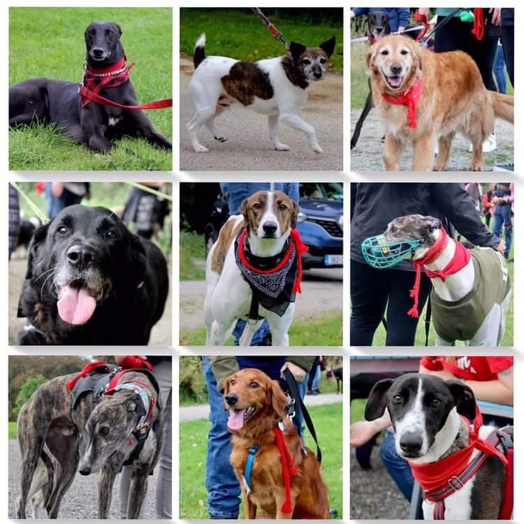 GreyhoundRobert's tweet photo. Some not so houndie faces also joined the walk, supporting their Sighthound siblings! 🤣
#twitterhounds #houndsoftwitter #pets #dogs #dogsoftwitter #greyhound #lurcher #whippet #terrier #setter #dogsoftwitter #GGGW2022 https://t.co/pStkrAhmpU