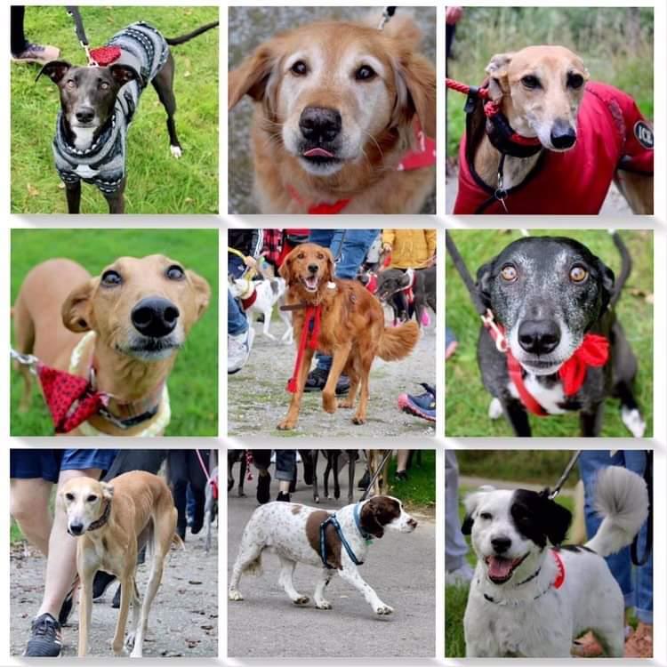 GreyhoundRobert's tweet photo. So many boopable snoots! Can you tell by the amount of puppy dog eyes that Mom brought "The good stuff" in terms of treats 😂
#GGGW #GGGW2022 #greatglobalgreyhoundwalk #cork #ireland #greyhound #lurcher #sighthound #twitterhounds https://t.co/CzYM9cE9Nu
