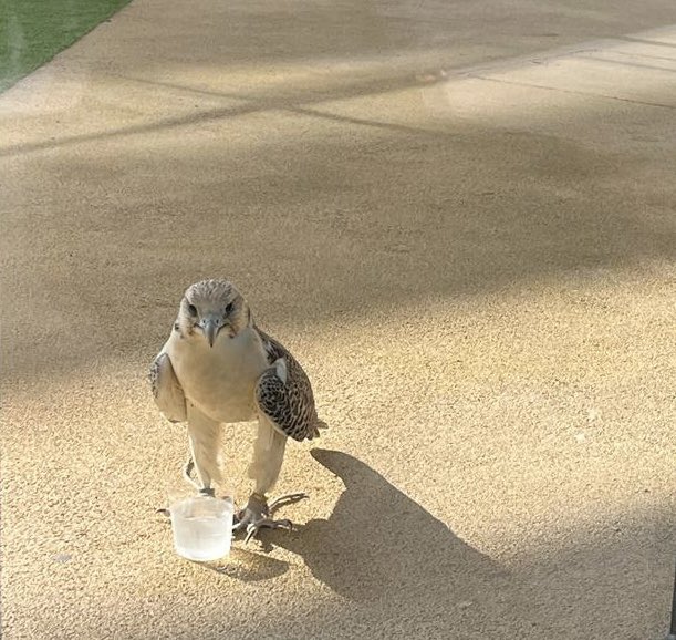 We had a lost visitor at @RISAbuDhabi_KCC yesterday. Is this is a sign for out Sports Team mascot?