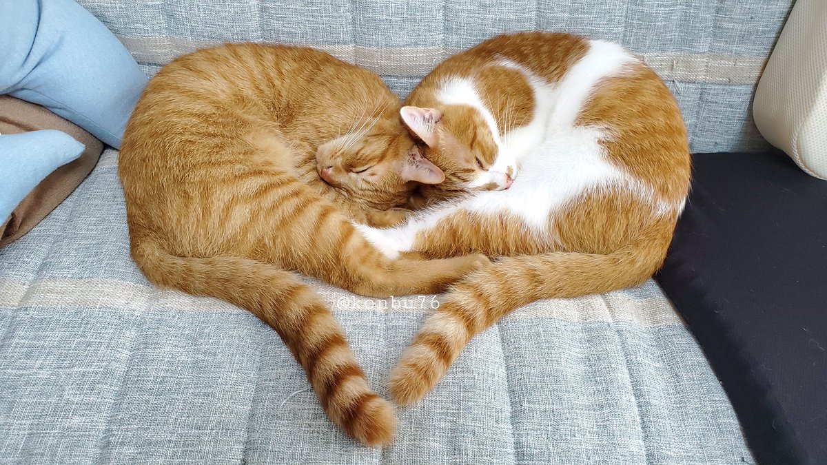 konbu76's tweet photo. #全日本きもちよさそうに眠るねこ選手権

素敵なタグ見つけた🥰
我が家がノミネートするならやはりこの一枚かな。
🐱❤️🐱

#睡曜日 #猫のいる暮らし #猫のいる幸せ #兄弟猫 #猫好きさんと繋がりたい https://t.co/EaAQ2nZRBt