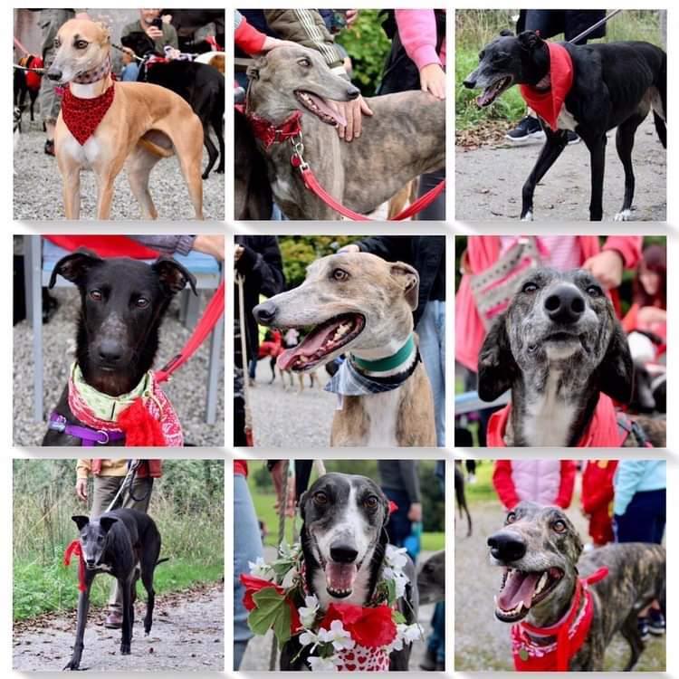 GreyhoundRobert's tweet photo. It really was lovely to meet so many Sighthounds big and small, and see just how big the Sighthound community has grown here in Cork, and across the world! Showing off just how GREYT we are as beloved companions!
#GGGW #GGGW2022 #Greyhound #Twitterhounds #Houndsoftwitter #cork https://t.co/ucxrs8erzG