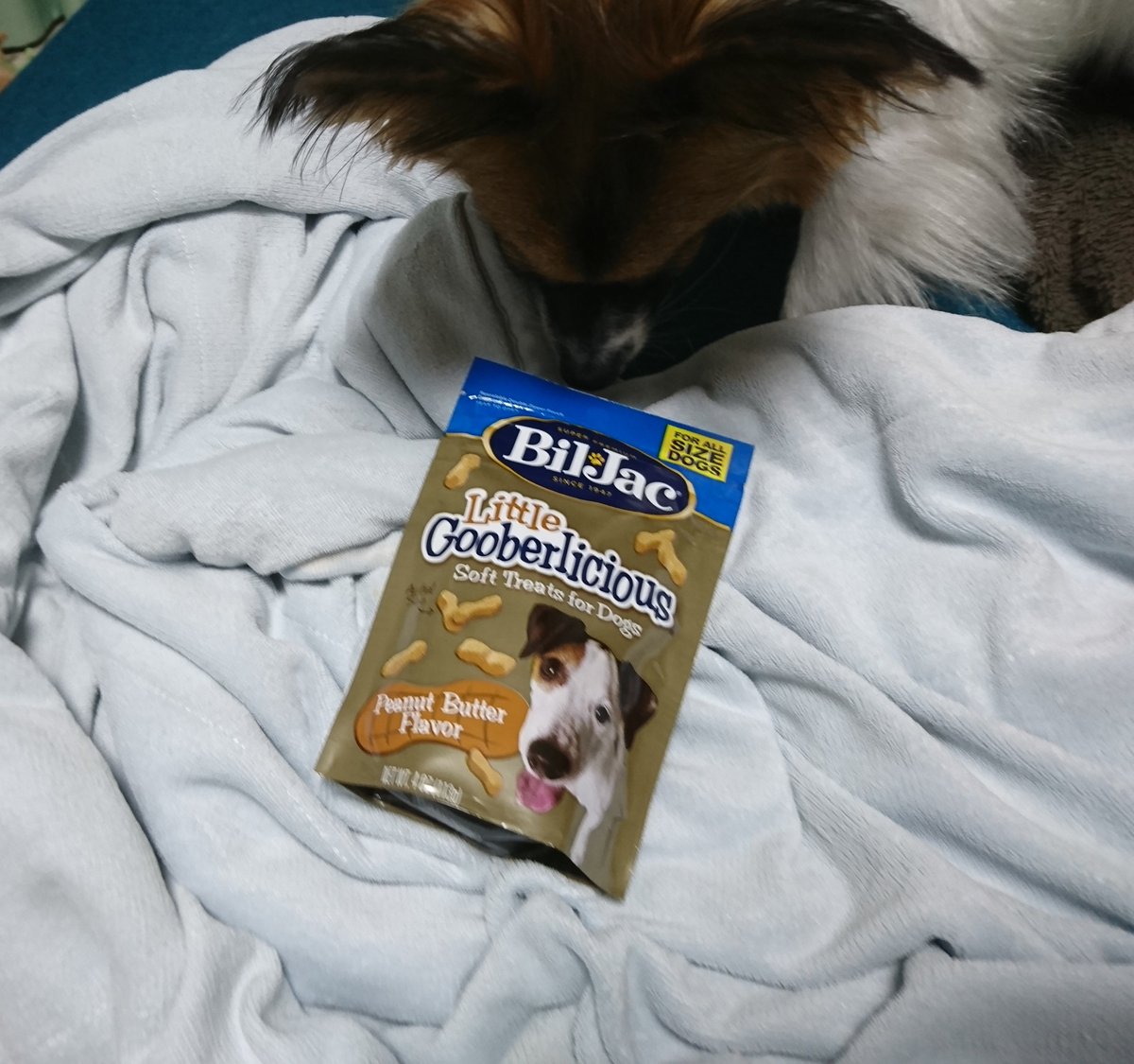 yosi95ms's tweet photo. BilJacのドッグフードは食べなくなっちゃったけど、トリーツだけは大好きなワンコ。
今回は、ピーナツフレーバー！

#パピヨン 
#biljac https://t.co/QmOrw3lfeb