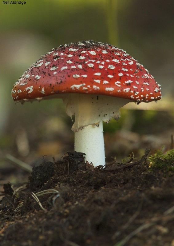 With more than 15,000 species in the UK, fungi make up an entire kingdom of their own. Find out the best places to spot them this autumn 🍄 🍂 wildlifetrusts.org/where_to_find_…