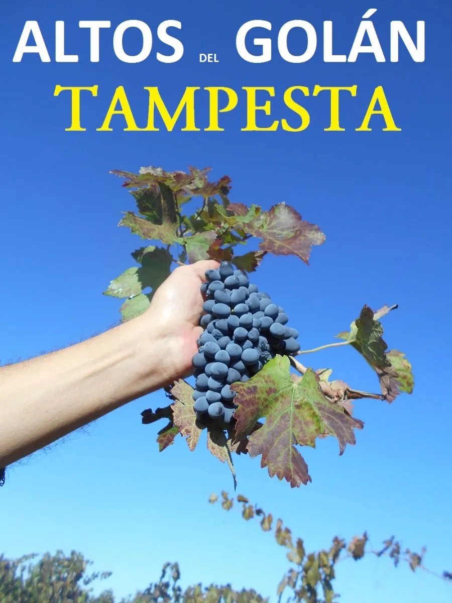 RevistLaComarca's tweet photo. #VIÑEDOS y #VINOS 
Finca Altos del Golán @Tampesta : Uvas realmente prietas y picudas como de #rugby 

https://t.co/iRxuJDzqEI  #vine #wine #grapes #Vineyards https://t.co/T9AQZvsk0N