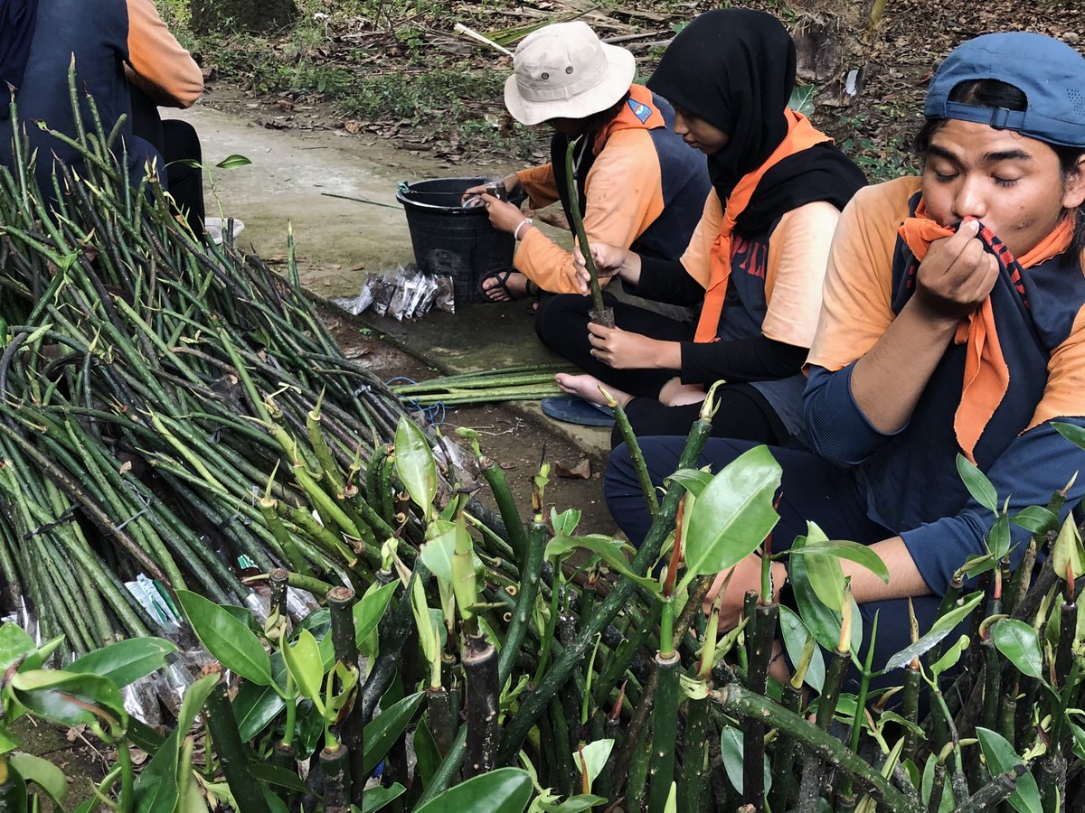 Pembibitan Mangrove