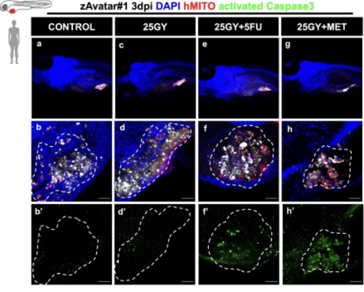 José Azevedo tweet media