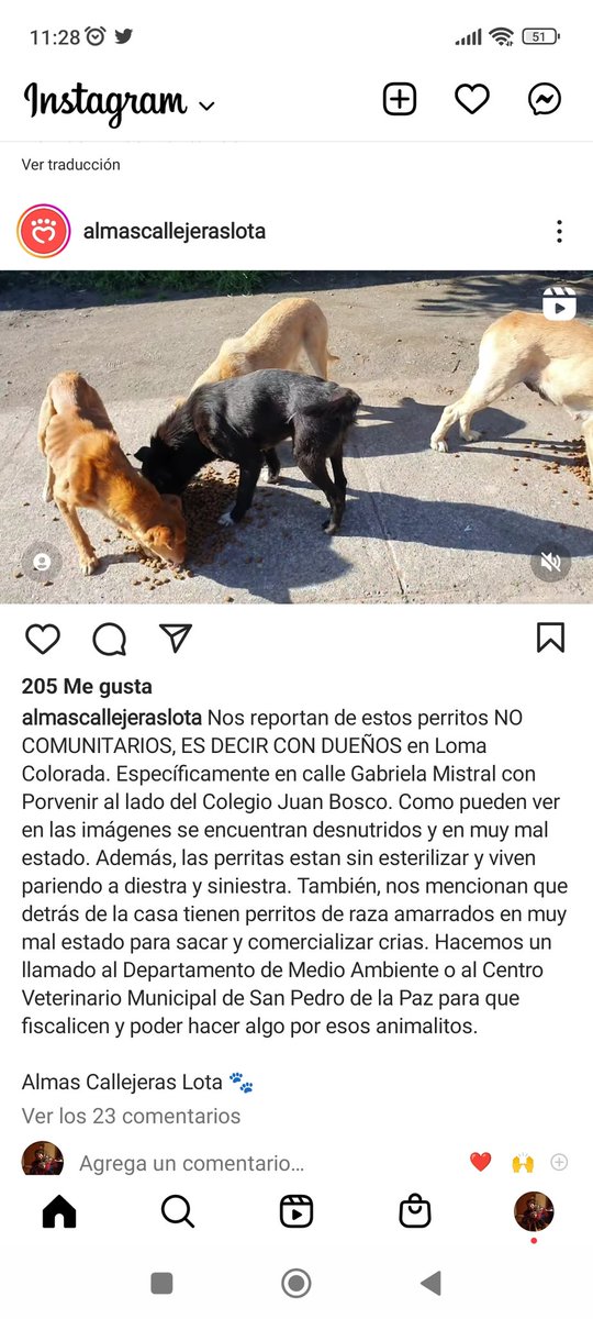 Chilena9772's tweet photo. #Urgente #SanPedroDeLaPaz #LomaColorada Depto de Medioambiente porfa fiscalizar a los dueños de estos perros en mal estado, viven en Gabriela Mistral c/ Porvenir al lado del Colegio Juan Bosco. Varias perritas sin esterilizar que viven pariendo, criadero ilegal.
RT @patrmarsh https://t.co/pRIKddapMl