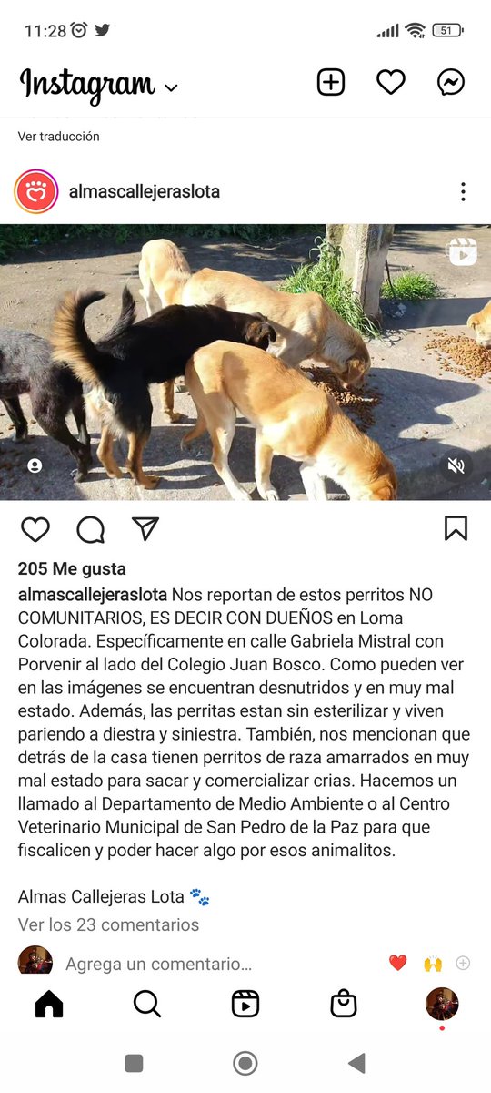 Chilena9772's tweet photo. #Urgente #SanPedroDeLaPaz #LomaColorada Depto de Medioambiente porfa fiscalizar a los dueños de estos perros en mal estado, viven en Gabriela Mistral c/ Porvenir al lado del Colegio Juan Bosco. Varias perritas sin esterilizar que viven pariendo, criadero ilegal.
RT @patrmarsh https://t.co/pRIKddapMl