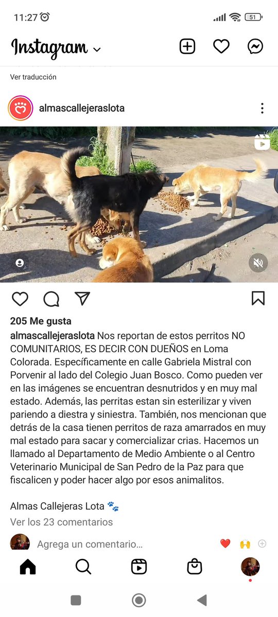 Chilena9772's tweet photo. #Urgente #SanPedroDeLaPaz #LomaColorada Depto de Medioambiente porfa fiscalizar a los dueños de estos perros en mal estado, viven en Gabriela Mistral c/ Porvenir al lado del Colegio Juan Bosco. Varias perritas sin esterilizar que viven pariendo, criadero ilegal.
RT @patrmarsh https://t.co/pRIKddapMl