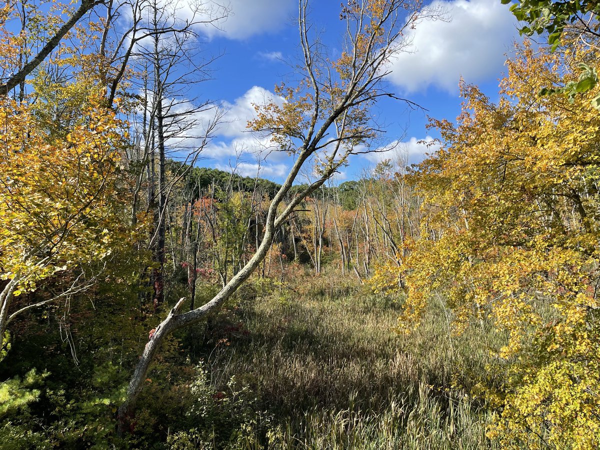 sasysquatchgirl's tweet photo. Colors are popping!
#fall #autumnvibes #outdoors #explore #nature #natureoftwitter https://t.co/x8uNUY0Wng
