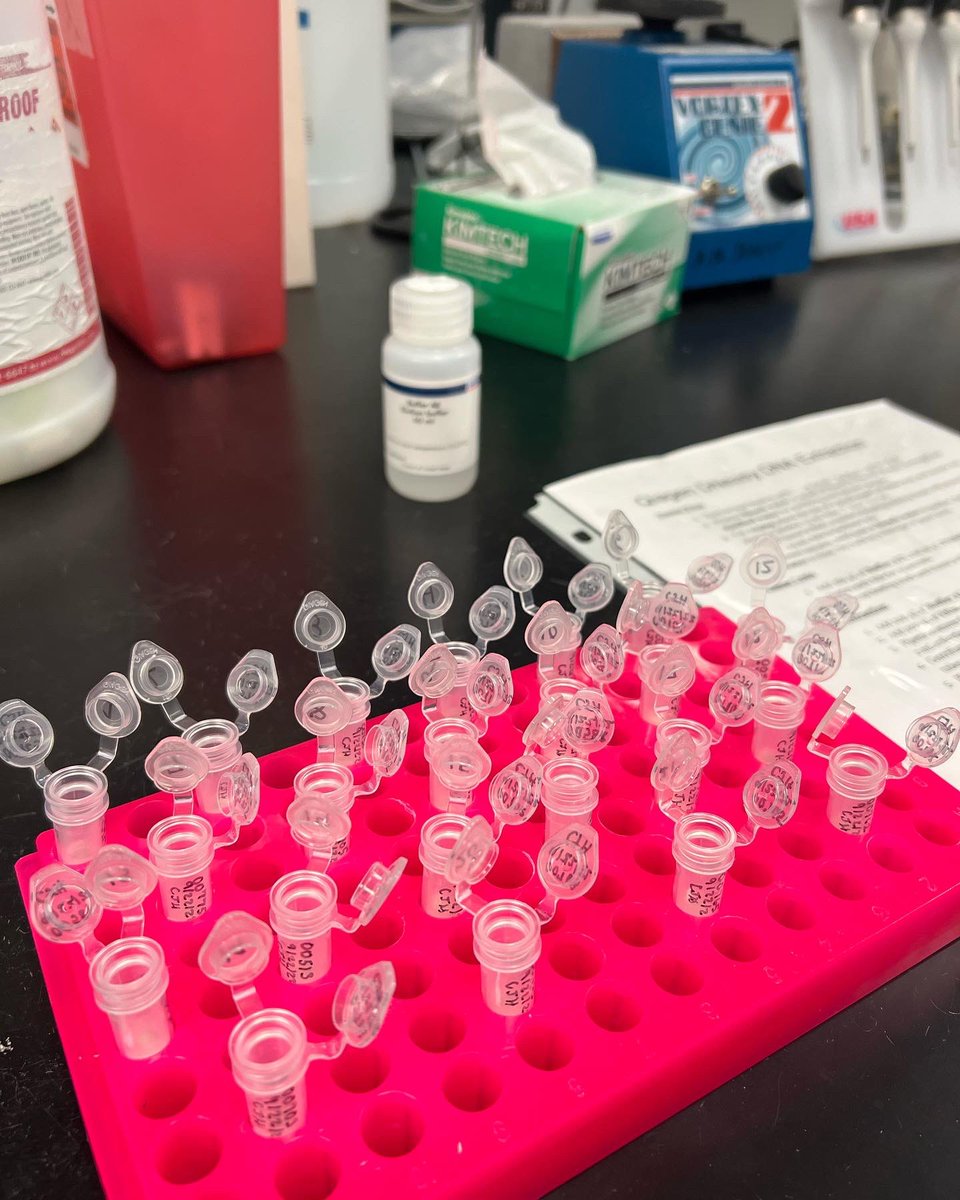CJ_Hornfeck's tweet photo. What my first few weeks of grad school have been looking like 🧬🦈 I can’t believe I’m 6 weeks in already! Thriving not just surviving 🥳 #gradschool #JanosikLab https://t.co/CPqOQOXASD