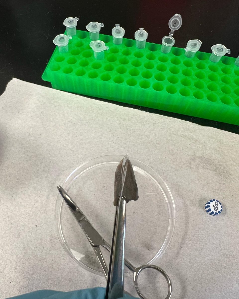 CJ_Hornfeck's tweet photo. What my first few weeks of grad school have been looking like 🧬🦈 I can’t believe I’m 6 weeks in already! Thriving not just surviving 🥳 #gradschool #JanosikLab https://t.co/CPqOQOXASD