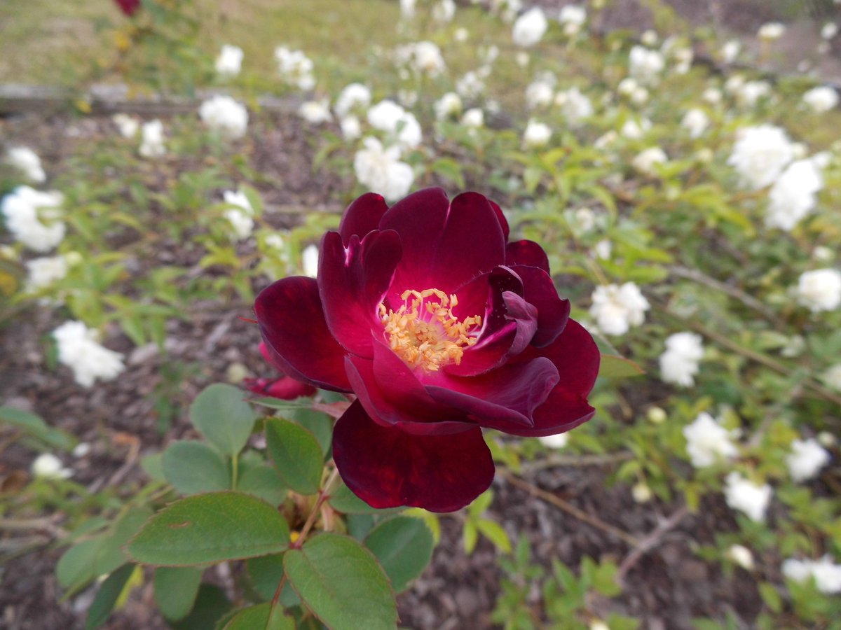 Dottie Lovelady Rogers tweet media