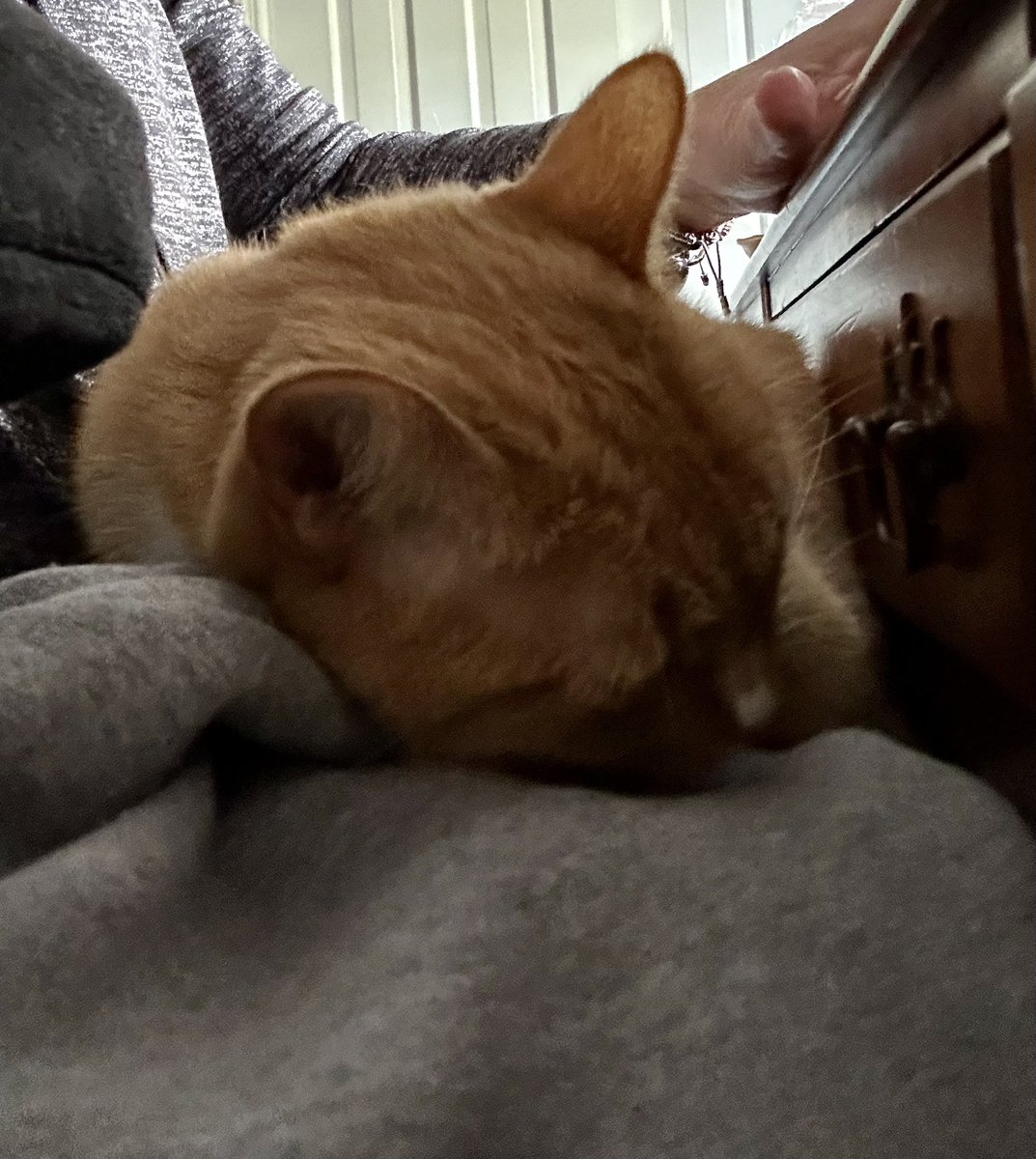 klcrone's tweet photo. #3Cloud work from home perk - onsite supervisor #Cincinnati https://t.co/fcR3qqA88e