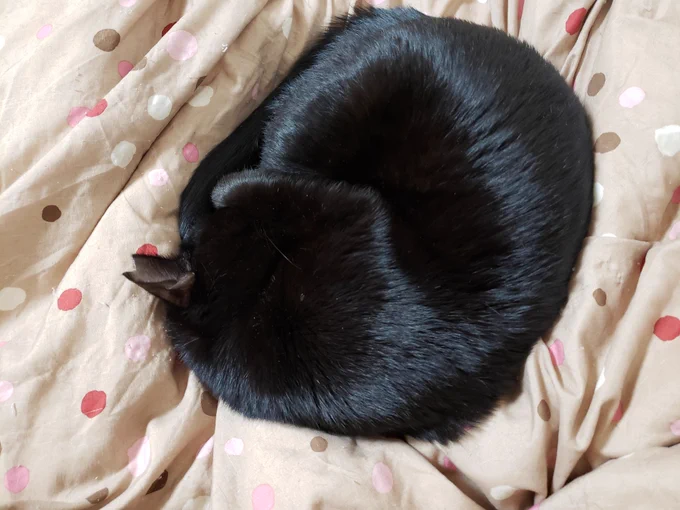 お猫まん丸コレクション 