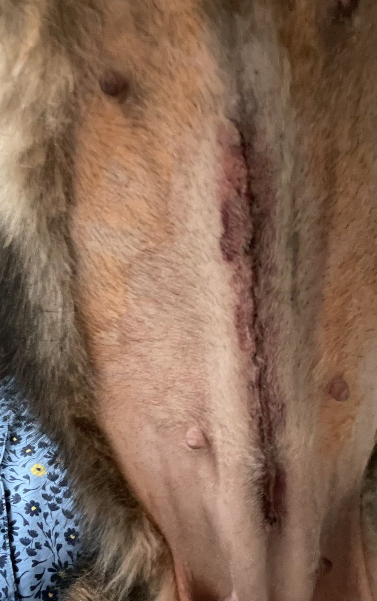 NicNic711's tweet photo. Sheโs home!!! Sorry for the graphic pics but I do love to share ๐คฃ all good, check up Saturday, 4 days of meds and no walks for 2WEEKS ๐คฆ๐ฝโโ๏ธ thank you @Parkvets24Hour for taking good care of my girl ๐ฅฐ #needlebelly #safenow #onthemend #huntersuzuki #summer #metpolpup https://t.co/8zbkYy3869