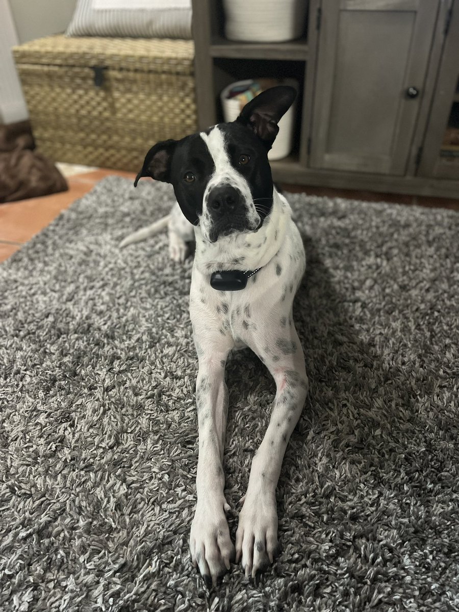 Paige_by_Paige's tweet image. #HeyJB #HeyJeff and #HeyEric it’s Roxy’s first hurricane here in Bradenton. Can you give us any updates on this area and close to Anna Maria Island please? Appreciate all of your updates through this storm!