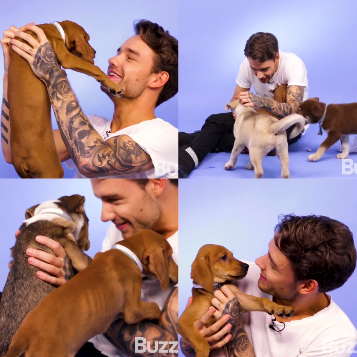 bpicsljp's tweet photo. Liam Payne's puppy interview (2017). 🐶 https://t.co/pdotIBdblK