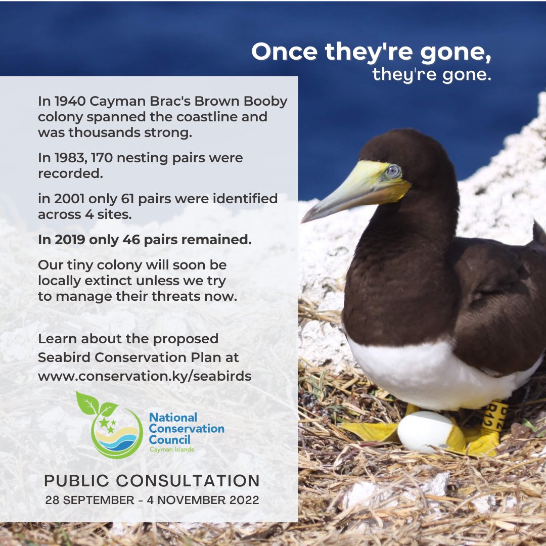 doecayman's tweet photo. Could Brown Boobies in the Brac become locally extinct? We now have less than 100 Brown Boobies nesting in the Brac. We could lose them entirely if we don’t manage their threats now. 
Visit https://t.co/7H9fGTWEtz to have your say. #Seabirds #ProtectWhatYouLove #CaymanIslands https://t.co/5RyUGG0NaO
