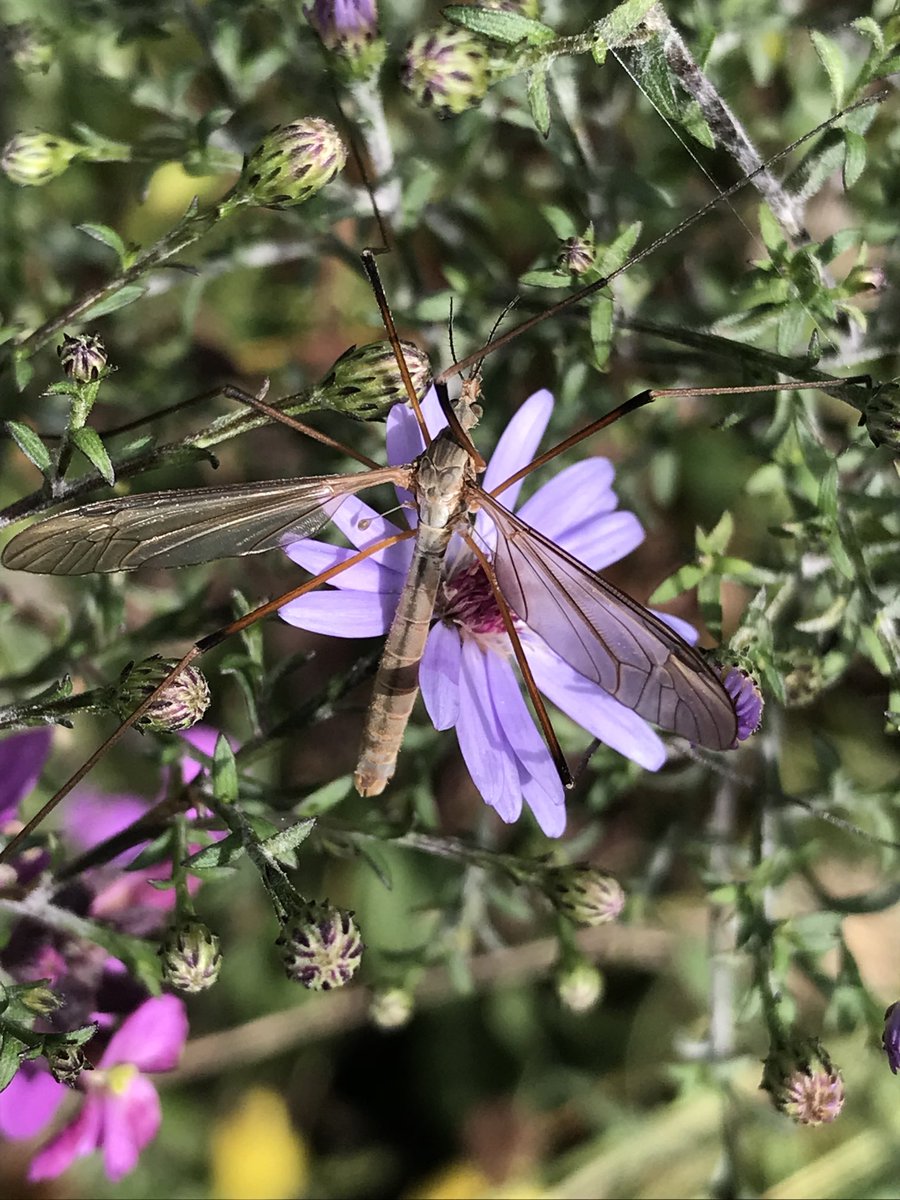 #cranefly on one of the #asters in the front garden. #bugsarecool #nature