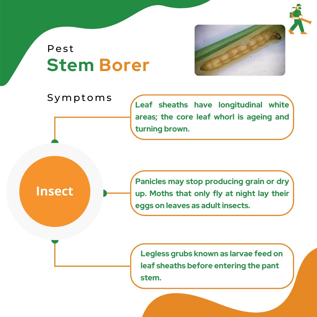 mapmycrop's tweet photo. To be able to correctly identify your pest, whether it's a weed, insect, microbe, or other organism ,makes managing it simpler and frequently more successful.
#ricecrop #organicrice #ricepest #pestcontrolforrice #pestmanagement #insectpest #farming #ricefarming #agriculture https://t.co/yIrI3q9Kxp